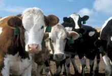 Photo of Шест волови од Македонија предизвикаа проблем на бугарската граница