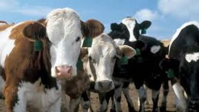 Photo of Шест волови од Македонија предизвикаа проблем на бугарската граница