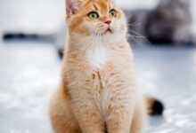 Photo of Експертите предупредуваат: Мачките никогаш не треба да ги храните со овие намирници