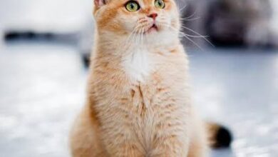 Photo of Експертите предупредуваат: Мачките никогаш не треба да ги храните со овие намирници