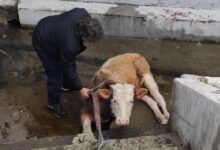 Photo of Заловените крави од Крива Паланка ќе се продаваат на јавен оглас, одлучи Владата