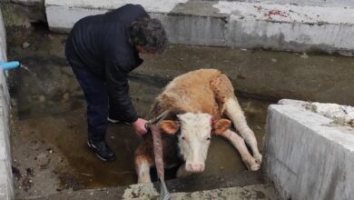 Photo of Заловените крави од Крива Паланка ќе се продаваат на јавен оглас, одлучи Владата