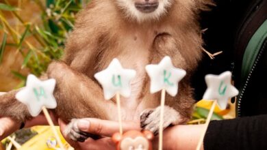 Photo of Дури и од мајмун крадат: Луѓе ги украле половина од поклоните купени за Мики и неговиот роденден