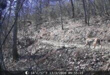 Photo of Регистрирани две нови единки балкански рис на Шар Планина