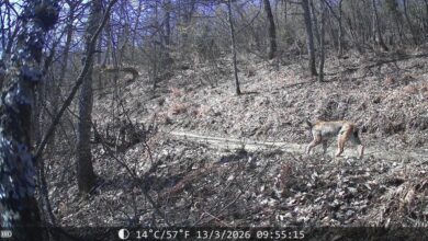 Photo of Регистрирани две нови единки балкански рис на Шар Планина