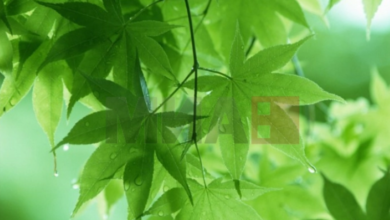 Photo of Променливо облачно со сончеви периоди, попладне локален слаб дожд