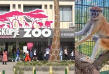 Photo of Дури и од мајмун крадат: Луѓе ги украле половина од поклоните купени за Мики и неговиот роденден