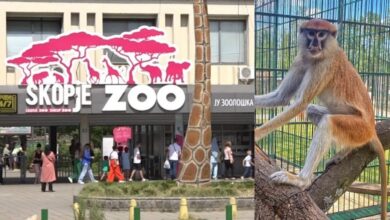 Photo of Дури и од мајмун крадат: Луѓе ги украле половина од поклоните купени за Мики и неговиот роденден