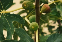 Photo of Експертите предупредуваат: Смоквата не е безбедна за садење близу домот