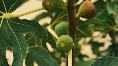Photo of Експертите предупредуваат: Смоквата не е безбедна за садење близу домот