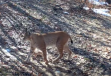 Photo of Балканскиот рис повторно фотографиран во Националниот парк “Шебеник”