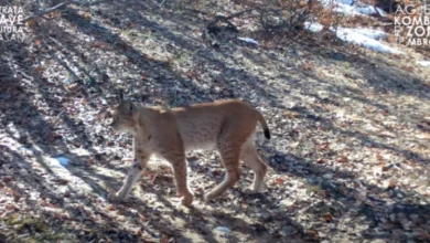 Photo of Балканскиот рис повторно фотографиран во Националниот парк “Шебеник”