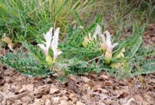 Photo of Балканскиот ендемит Астрагалус во фокусот на одбележување на Меѓународниот ден на растенијата