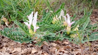 Photo of Балканскиот ендемит Астрагалус во фокусот на одбележување на Меѓународниот ден на растенијата
