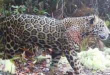Photo of Нова надеж за загрозениот див свет: Редок јагуар повторно забележан во планините на Хондурас