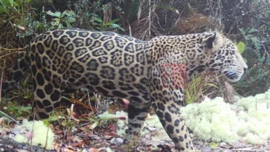 Photo of Нова надеж за загрозениот див свет: Редок јагуар повторно забележан во планините на Хондурас