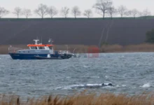Photo of Грбавиот кит кој беше насукан кај германскиот брег на Балтичкото Море почна да плива