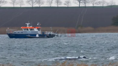 Photo of Грбавиот кит кој беше насукан кај германскиот брег на Балтичкото Море почна да плива
