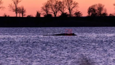 Photo of Болниот кит се уште е заглавен покрај германскиот брег поради нискиот водостој