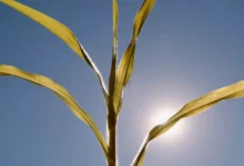 Photo of ФАО и СМО предупредуваат: Глобалните системи за храна се на работ на колапс поради екстремните жештини