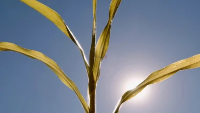 Photo of ФАО и СМО предупредуваат: Глобалните системи за храна се на работ на колапс поради екстремните жештини