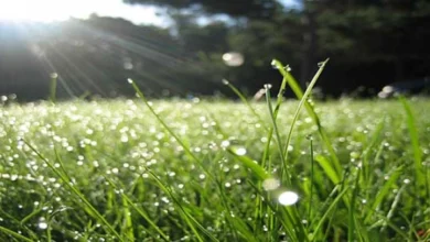 Photo of Променливо време со дожд, грмежи и заладување