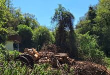 Photo of Охрид СОС алармира: Сеча во зона на строга заштита кај изворите на Црн Дрим