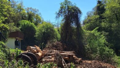 Photo of Охрид СОС алармира: Сеча во зона на строга заштита кај изворите на Црн Дрим