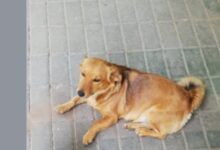 Photo of Град Скопје исплатил околу 750.000 евра за напади од бездомни кучиња во 2025 година