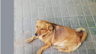 Photo of Град Скопје исплатил околу 750.000 евра за напади од бездомни кучиња во 2025 година