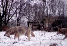 Photo of (Видео) Волците од Чернобил стануваат отпорни на радијација