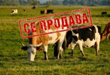 Photo of Познатите говеда од Кривопаланечко одат на лицитација, 21 грло угинало по заловувањето