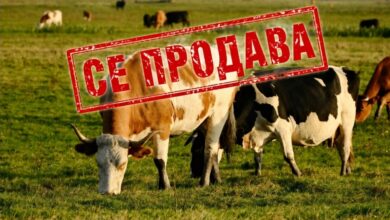 Photo of Познатите говеда од Кривопаланечко одат на лицитација, 21 грло угинало по заловувањето