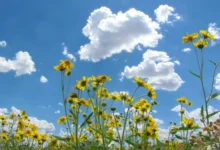 Photo of Најстудено изутринава во Берово минус еден степен, највисока температура во Скопје и Велес – осум степени
