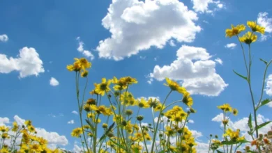 Photo of Најстудено изутринава во Берово минус еден степен, највисока температура во Скопје и Велес – осум степени