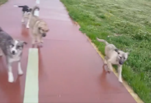 Photo of Скопјанка возеше велосипед на кеј ја нападна глутница кучиња