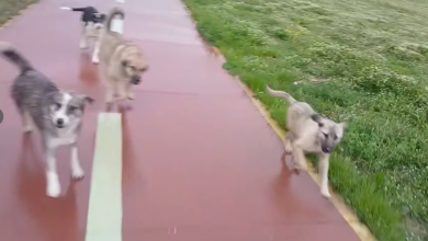 Photo of Скопјанка возеше велосипед на кеј ја нападна глутница кучиња