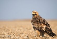 Photo of Македонското еколошко друштво и ЕВН со проект – Безбедни жици за ретките птици