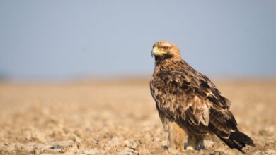 Photo of Македонското еколошко друштво и ЕВН со проект – Безбедни жици за ретките птици