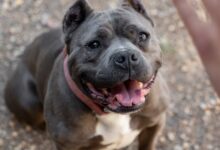 Photo of Повреден пит бул возеле во багажник после борби: Приведени тројца тинејџери