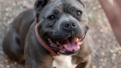 Photo of Повреден пит бул возеле во багажник после борби: Приведени тројца тинејџери