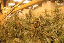 Photo of Откриени подземни плантажи за канабис во стар рудник за цинк, запленети 600.000 евра