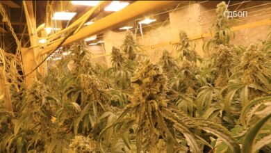 Photo of Откриени подземни плантажи за канабис во стар рудник за цинк, запленети 600.000 евра