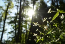 Photo of Утрово најладно во Берово, најтопло во Гевгелија