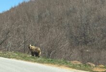 Photo of Мечка снимена покрај патот што води кон Лазарополе