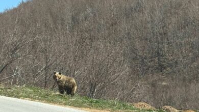 Photo of Мечка снимена покрај патот што води кон Лазарополе