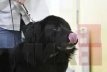 Photo of Македонскиот Караман, симболот на истрајноста, по четврт век конечно етаблирано во меѓународното кинолошко семејство