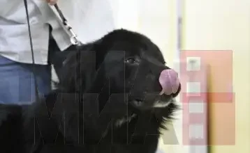 Photo of Македонскиот Караман, симболот на истрајноста, по четврт век конечно етаблирано во меѓународното кинолошко семејство