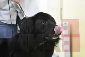 Photo of Македонскиот Караман, симболот на истрајноста, по четврт век конечно етаблирано во меѓународното кинолошко семејство