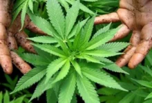 Photo of САД ја прекласифицираа марихуаната како помалку опасна дрога